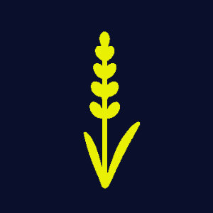 Lavendel